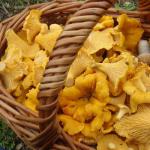 Interactive map of mushroom places in the Moscow region (Moscow region) Map of mushroom places in the Moscow region